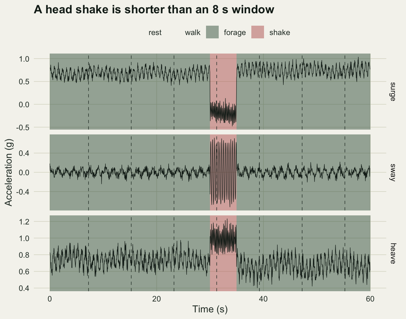 Three stacked panels of acceleration against time over sixty seconds, labelled surge, sway and heave, on warm off-white paper. Almost the whole minute is shaded dark green for foraging, with a red band from thirty to thirty-five seconds for a head shake. During foraging the surge trace oscillates around seven tenths of a g, the sway trace around zero with small wiggles and the heave trace around three quarters. In the red band the surge trace drops to around minus two tenths, the sway trace swings in large regular oscillations between about minus six and plus six tenths, and the heave trace jumps to around one. Dashed vertical lines every eight seconds mark the window boundaries, and one of them crosses the red band near thirty-one seconds, cutting the shake into a short and a longer piece.