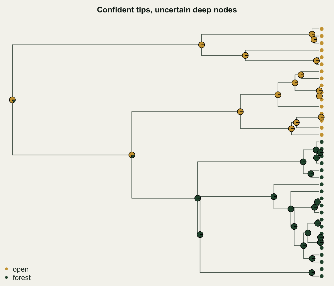 A phylogeny with tip circles coloured gold for open and green for forest. Internal nodes carry pie charts: those inside the upper clade are almost fully gold, those in the lower clade almost fully green, and the deep nodes near the root are mostly gold with a green minority slice.