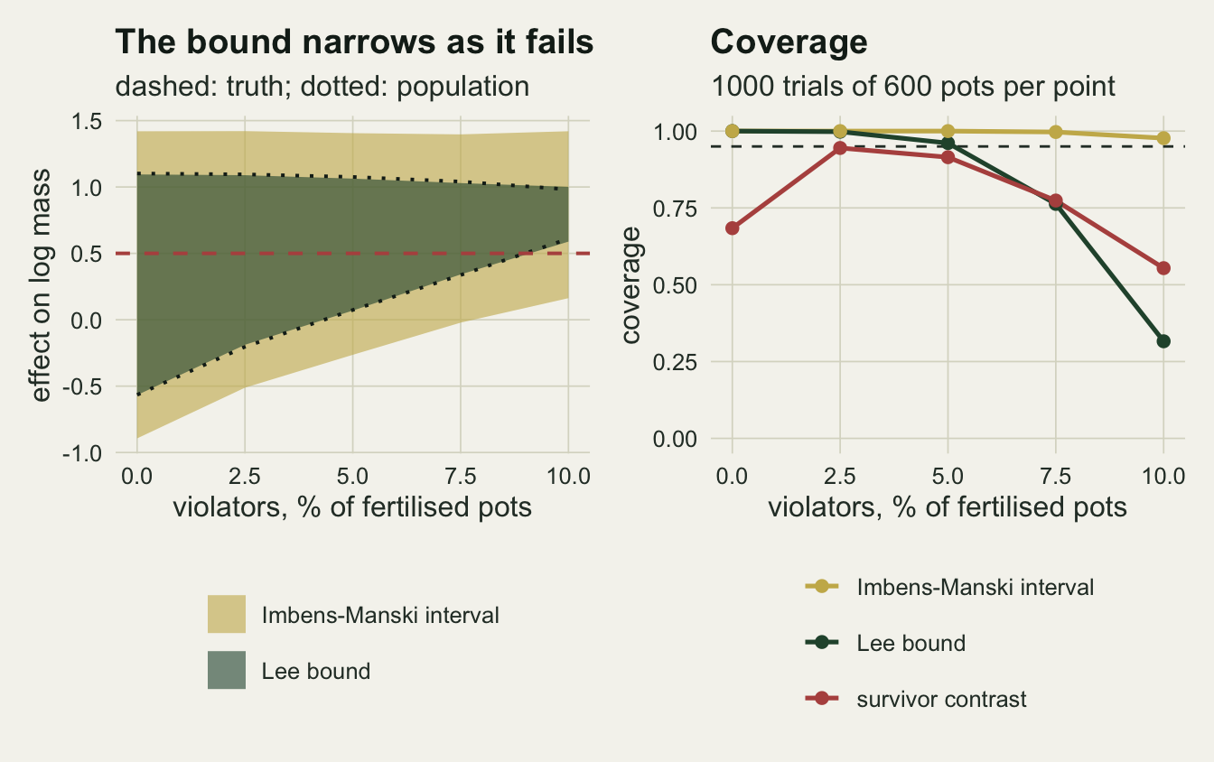 Two panels against the share of fertilised pots that are violators, from zero to ten per cent. The left panel shows a gold Imbens-Manski band from about minus 0.9 to 1.4 at zero, enclosing a green Lee bound band from about minus 0.57 to 1.1, with a red dashed line at the true effect of 0.5 and dotted black lines tracing the population bound along the edges of the green band. The upper edges stay between 1.0 and 1.4 while the lower edges rise, so that at ten per cent the green band has narrowed to about 0.6 to 1.0, entirely above the dashed line, while the lower edge of the gold band is still below it at about 0.16. The right panel plots coverage from zero to one with a dashed line at 0.95: the gold Imbens-Manski line stays near one throughout, the green Lee bound line stays near one up to five per cent and then drops to about 0.76 and 0.32, and the red survivor contrast line rises from about 0.68 to about 0.95 at 2.5 per cent before falling to about 0.55 at ten per cent.
