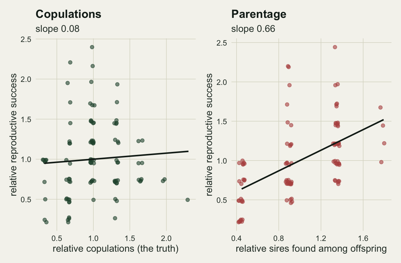 Two scatter panels on warm off-white paper, each with relative reproductive success from about 0.2 to 2.4 on the vertical axis. On the left, dark green points for relative copulations sit in vertical columns from about 0.3 to 2.3, and a black least squares line is almost flat, labelled slope 0.08. On the right, rust points for relative sires found among offspring sit in four columns at about 0.45, 0.9, 1.35 and 1.8; the lowest column holds a tight group of points at the bottom of the panel, and the black line climbs steeply from about 0.65 to 1.5, labelled slope 0.66.