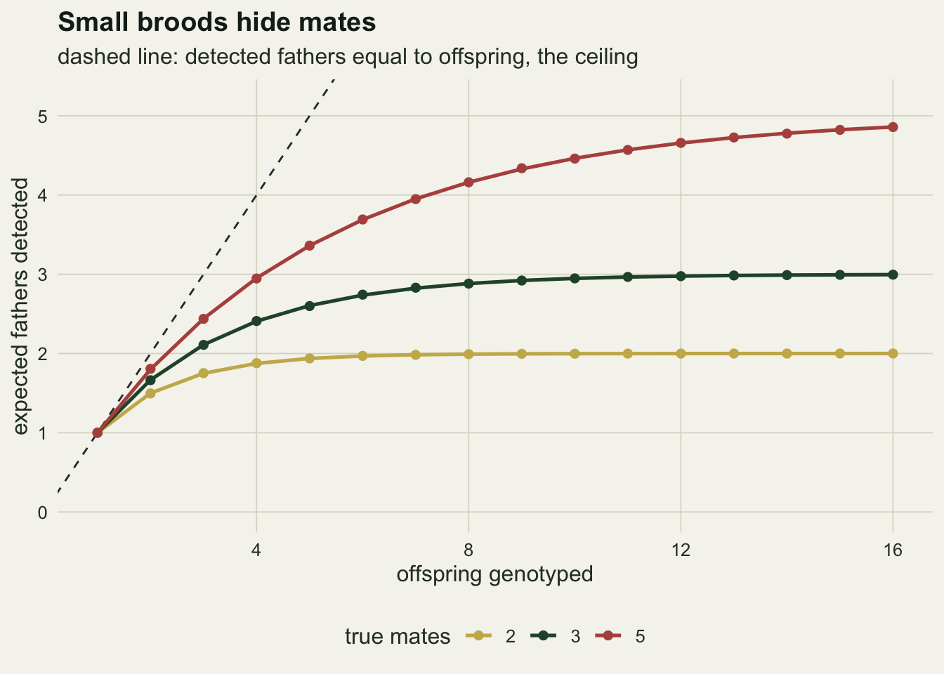 Three rising curves with points on warm off-white paper. The horizontal axis is offspring genotyped from 1 to 16, the vertical axis is expected fathers detected from 0 to 5. All three curves start together at one father for one offspring, on a dashed diagonal line where fathers equal offspring. A gold curve for two mates flattens at 2 by about six offspring, a dark green curve for three mates approaches 3 by about twelve, and a rust curve for five mates is still rising at 16, reaching about 4.9. The simulated points sit on the curves.
