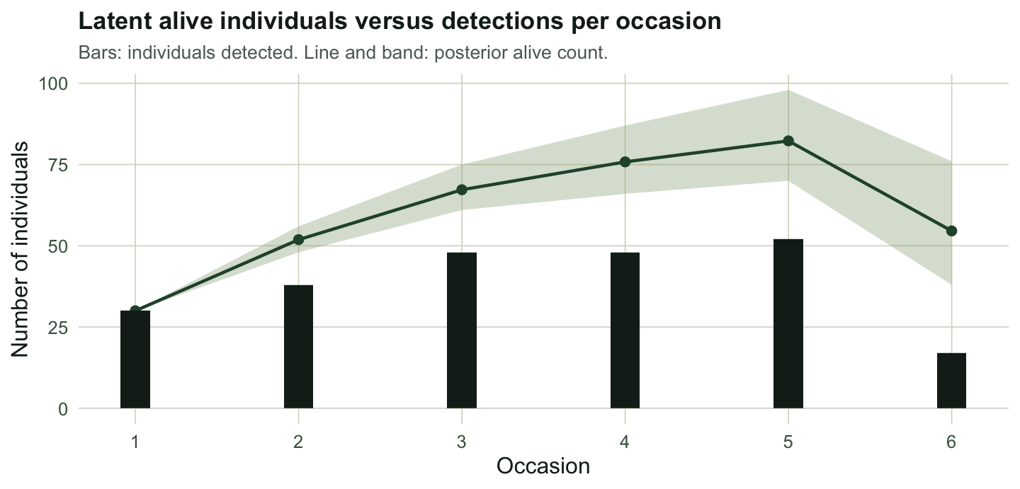 Bars showing detections per occasion, with a line and band for the posterior alive count sitting above them, the gap widest at the final occasion.