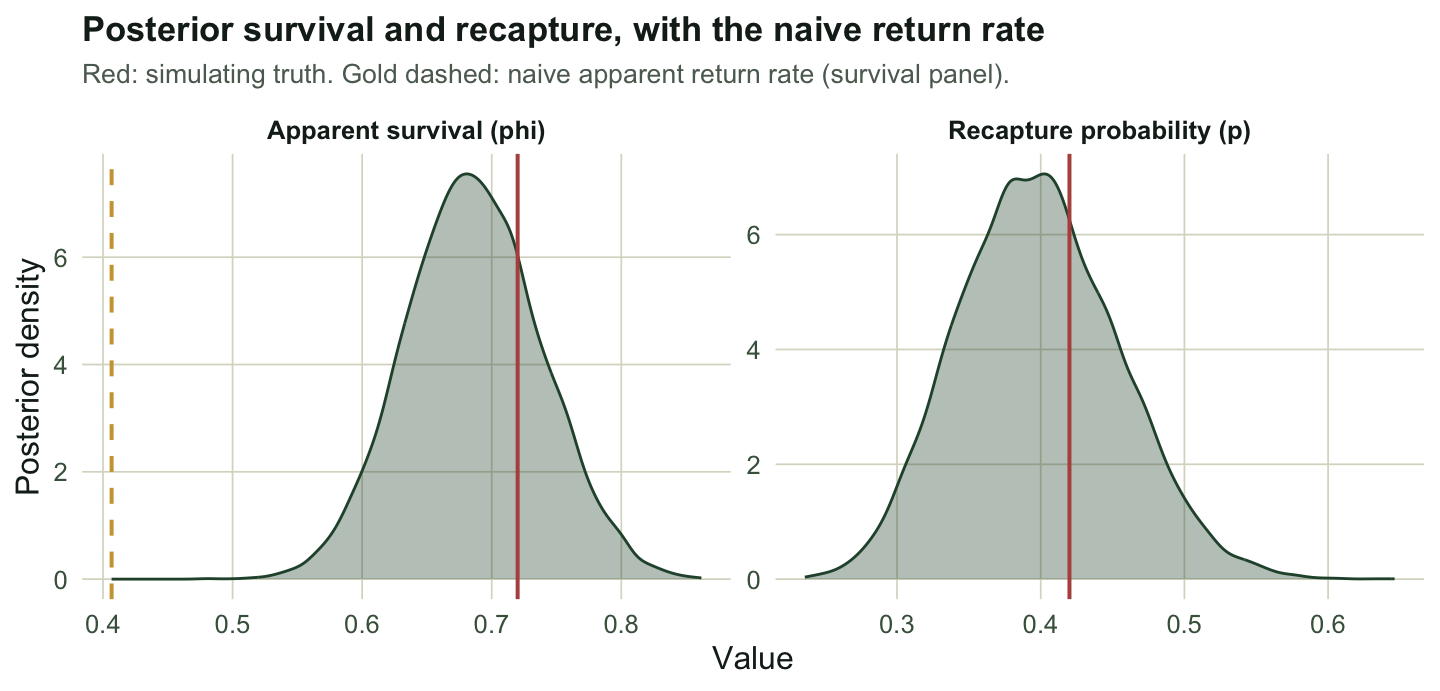 Two density panels. Survival is centred near 0.69 with the true value at 0.72 and the naive return rate well to the left. Recapture is centred near 0.40.