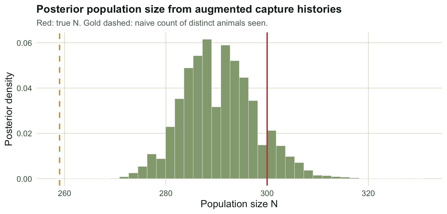 Histogram of posterior population size centred near 290, with truth at 300 inside it and the naive count near 259 well to the left.