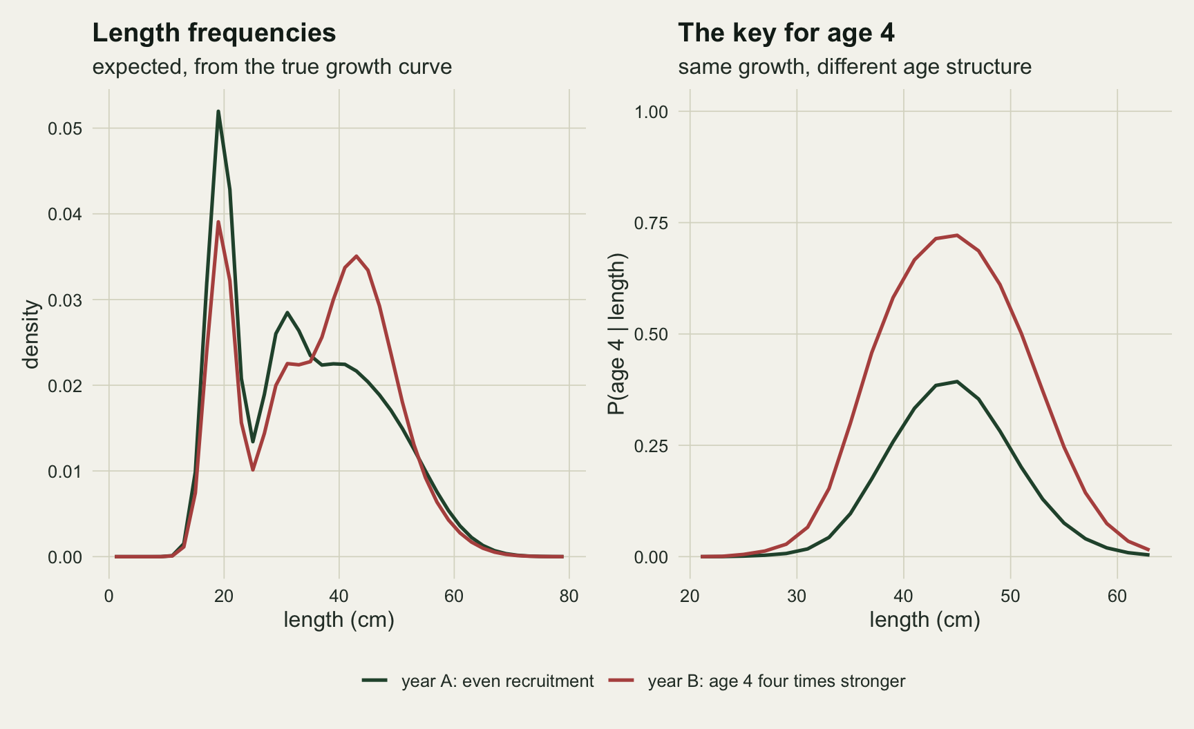 Two line panels on warm off-white paper with a shared legend at the bottom. The left panel shows expected length densities from 0 to 80 cm: a dark green line for year A and a red line for year B both peak sharply near 19 cm, where the green peak is higher; the green line then has a second smaller hump near 31 cm and a long shoulder, while the red line rises to a broad hump near 43 cm. The right panel shows the probability that a fish is age 4 given its length, from 20 to 64 cm: both curves are bell shaped around 45 cm, the green year A curve peaking just under 0.4 and the red year B curve peaking just above 0.7.