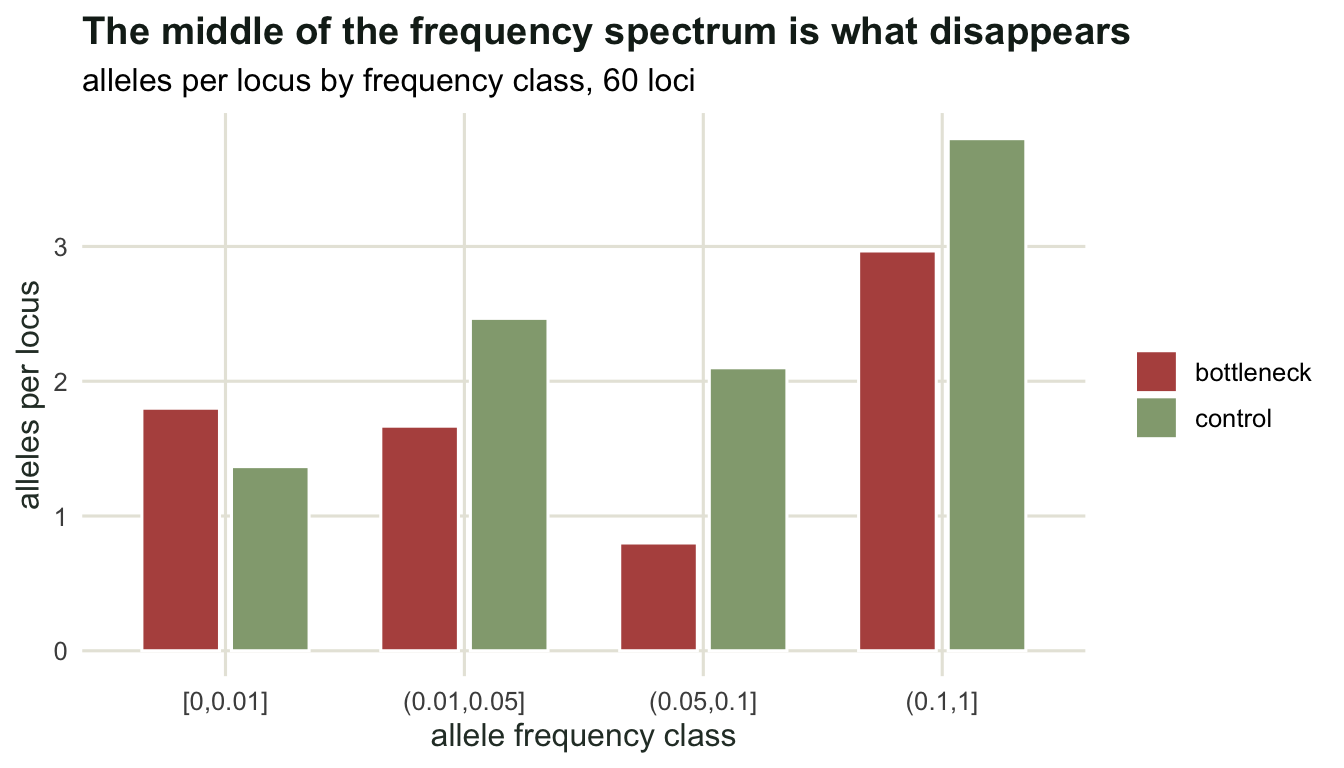 Paired bars in four frequency classes; the bottlenecked bars are shorter in the middle two classes and in the commonest class, and taller in the rarest class.