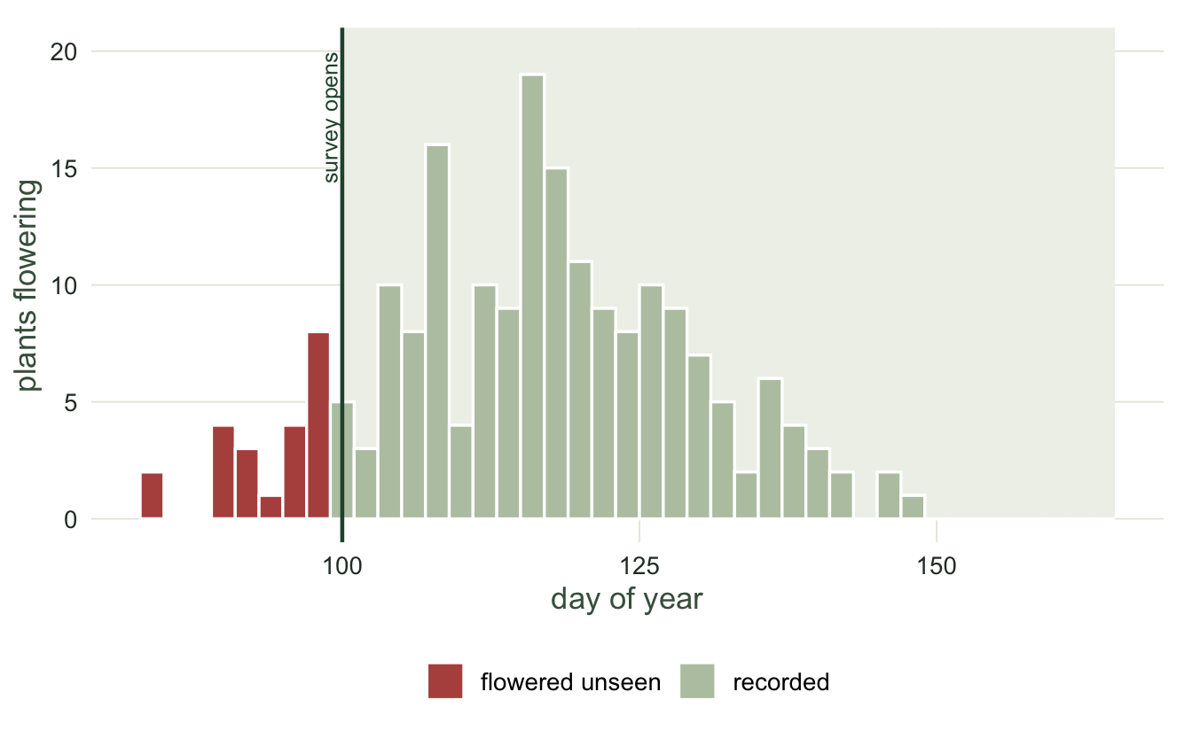 A histogram of flowering dates centred near day 116. A shaded vertical band from day 100 to 165 marks the survey window. Bars to the left of the band are highlighted as invisible, and a line marks the observed first date at the window edge.