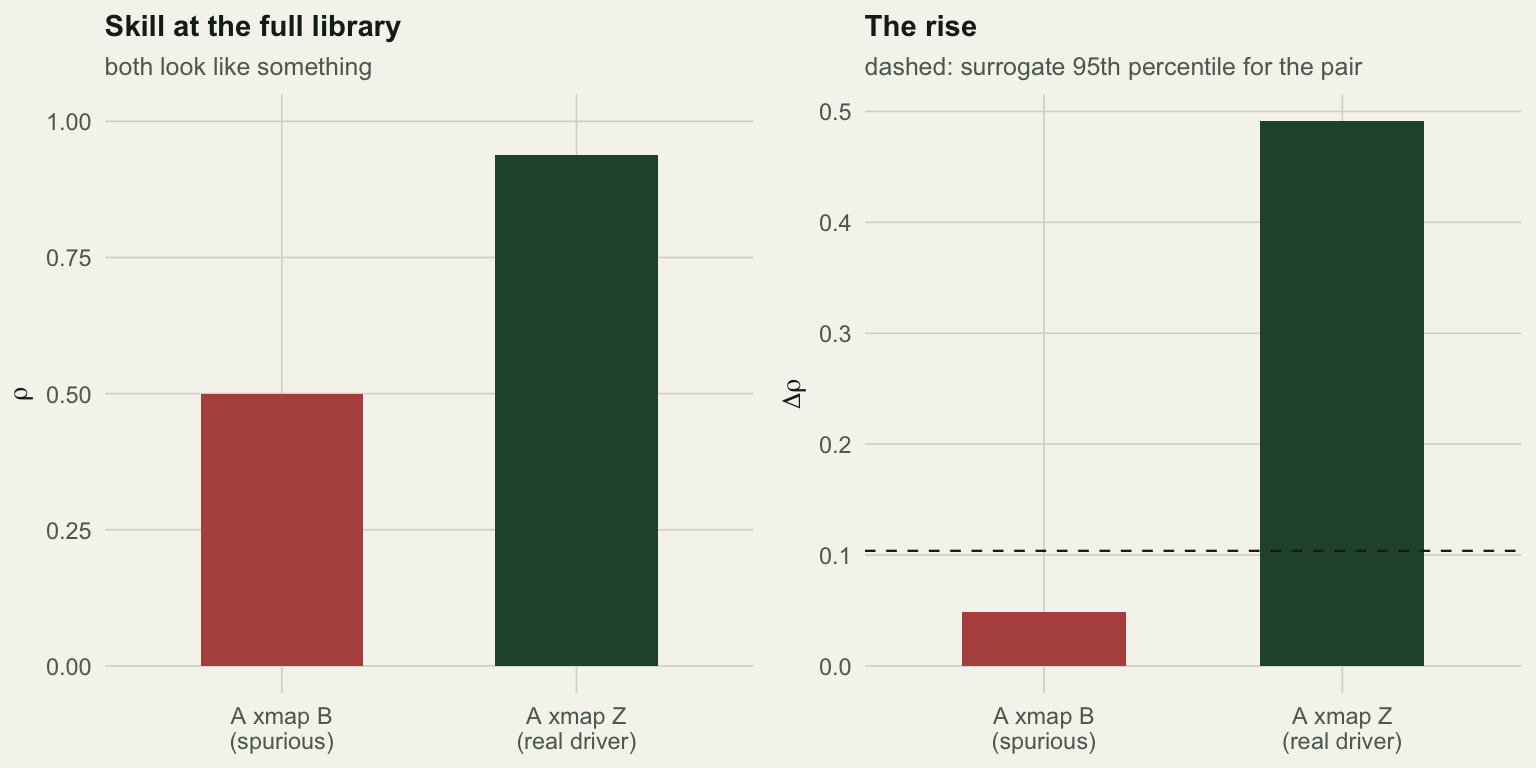 Left panel: a bar chart of cross-map skill at the full library, showing a substantial bar for the spurious species pair and a taller one for the true driver link. Right panel: the same comparison for the rise in skill, where the spurious pair is near zero and the true link is large.