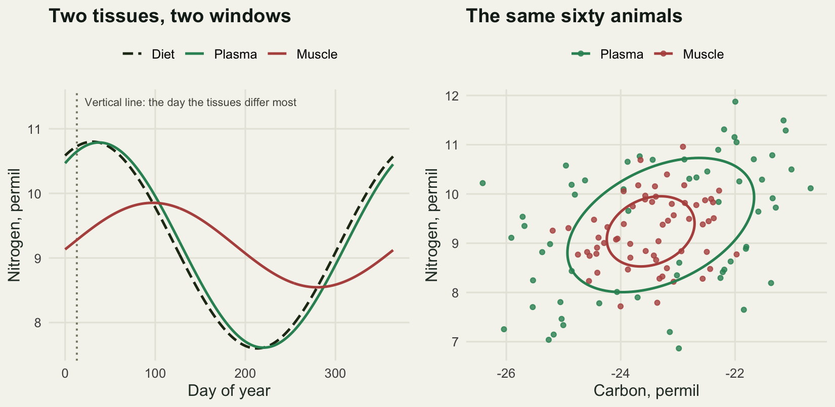 Two panels side by side. The left panel shows a full amplitude diet curve through one year drawn as a dark dashed line, a solid green plasma curve lying almost on top of it, and a solid red muscle curve of less than half the amplitude shifted about two months later. A labelled vertical line near the start of the year marks where the two tissue curves are furthest apart. The right panel is an isotope biplot in which the plasma points and their ellipse cover a much larger area than the muscle points and their ellipse, which sit compactly inside.