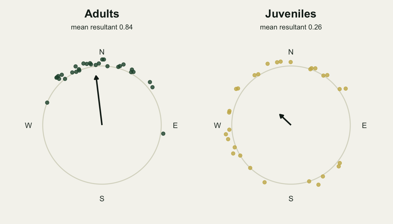 Two compass plots side by side. The left panel shows thirty adult bearings gathered in a narrow arc around north with a long arrow pointing just west of north. The right panel shows thirty juvenile bearings spread right around the circle with a much shorter arrow pointing northwest.