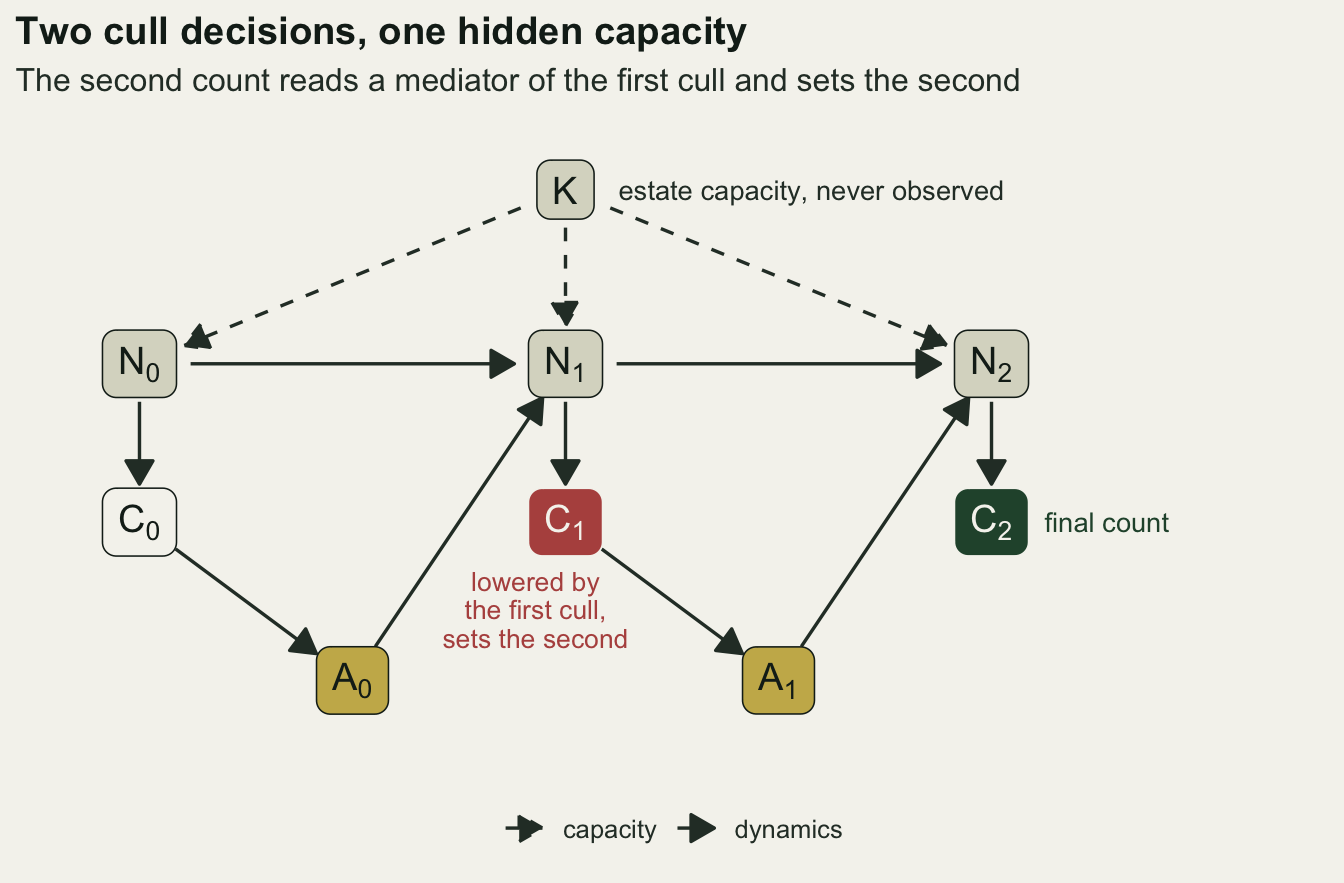 A causal graph on warm off-white paper titled Two cull decisions, one hidden capacity, subtitled The second count reads a mediator of the first cull and sets the second. A grey box K at the top, labelled estate capacity, never observed, sends dashed arrows down to three grey boxes N0, N1 and N2 in a row, which are joined left to right by solid arrows. Each N points down to its count: C0 in a white box, C1 in a red box and C2 in a dark green box labelled final count. C0 points to a gold box A0 and C1 to a gold box A1, and A0 points up to N1 while A1 points up to N2. Red text under C1 reads lowered by the first cull, sets the second. A legend at the bottom distinguishes dashed capacity arrows from solid dynamics arrows.