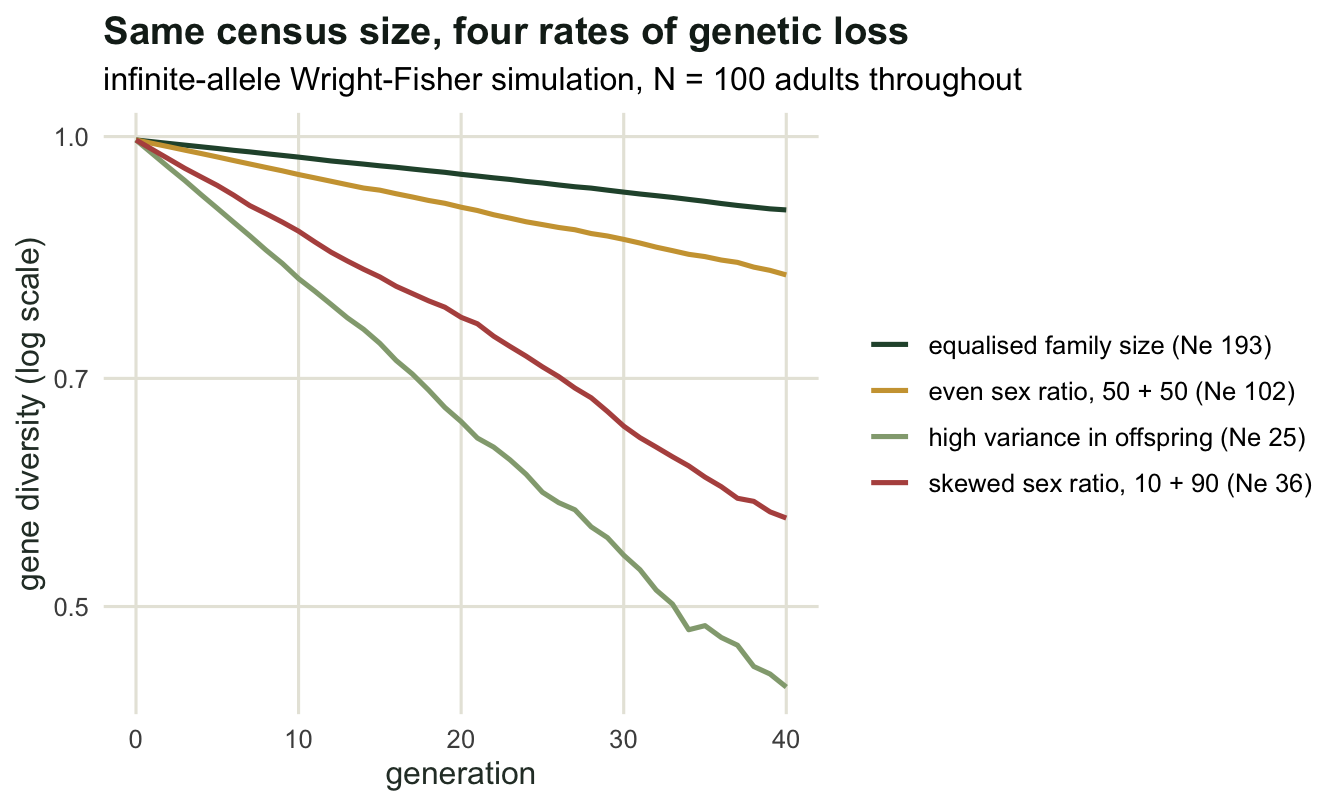 Four downward curves on a log axis; the high-variance population loses diversity fastest and the equalised-family population slowest, with the two sex-ratio scenarios in between.