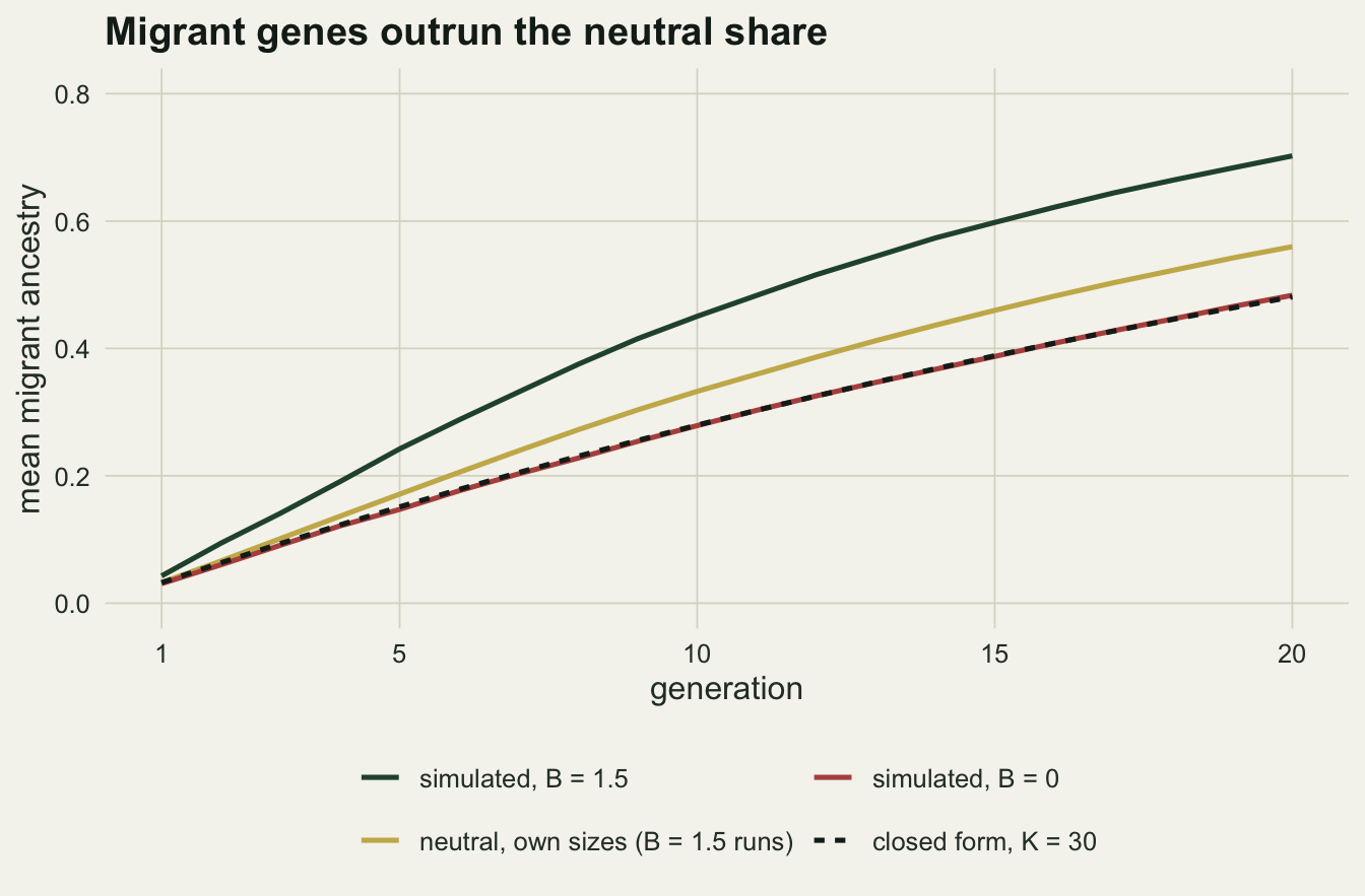 Line chart on warm off-white paper of mean migrant ancestry against generation from 1 to 20 under one migrant a generation. A dark green line for simulated populations with B = 1.5 rises highest, to about 0.24 at generation 5 and 0.70 at 20. A gold line for the size-matched neutral recursion rises to about 0.56. A red line for simulated populations with B = 0 lies on top of a black dashed closed form line, both reaching about 0.48 at generation 20.