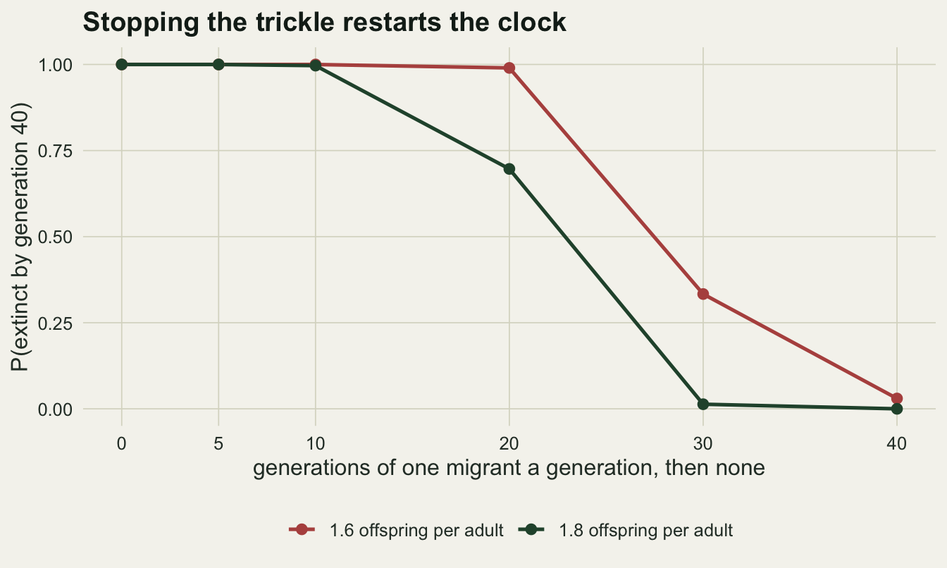Line chart on warm off-white paper of probability of extinction by generation 40 against the number of generations of one migrant a generation, at 0, 5, 10, 20, 30 and 40. A red line for 1.6 offspring per adult stays at one through 20, falls to about 0.33 at 30 and 0.03 at 40. A dark green line for 1.8 offspring per adult stays at one through 10, falls to about 0.70 at 20, and is near zero at 30 and 40.