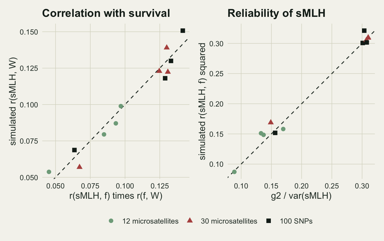 Two scatter panels on warm off-white paper with a dashed dark grey one to one line, points coloured and shaped by marker panel: light green circles for 12 microsatellites, red triangles for 30 microsatellites, black squares for 100 SNPs. On the left, the simulated correlation of heterozygosity with survival, from about 0.05 to 0.15, is plotted against the product of its two component correlations, and the twelve points lie along the line. On the right, the simulated squared correlation of heterozygosity with inbreeding, from about 0.09 to 0.32, is plotted against g2 divided by the variance of standardised heterozygosity; the points lie on or slightly above the line, the 12 microsatellite points near 0.15 and below, the 30 microsatellite and 100 SNP points from rare close inbreeding beside them near 0.15, and the 30 microsatellite and 100 SNP points from the pedigree mixture clustered together near 0.30 at the top right.