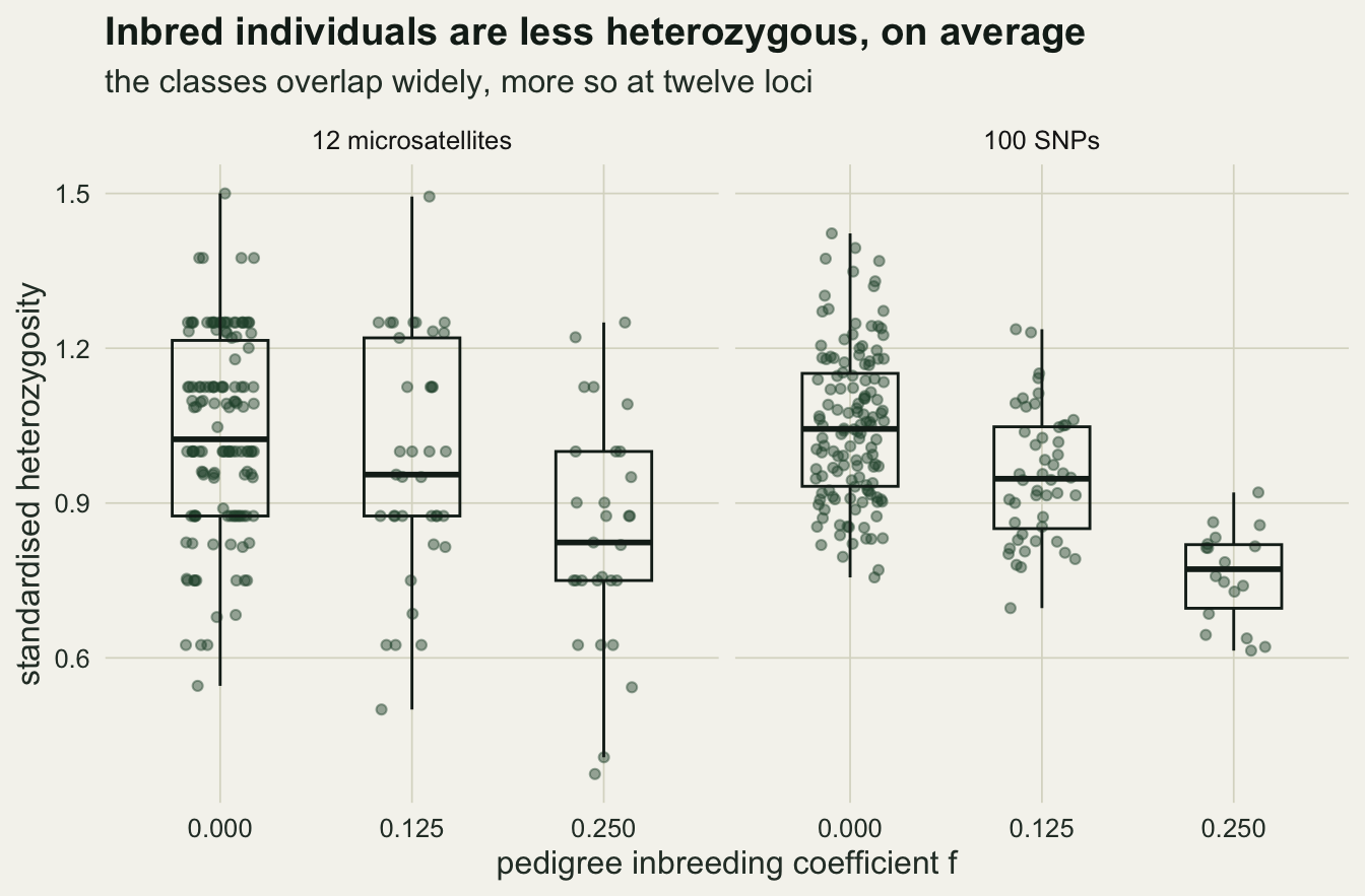 Two facets of jittered green points with black box plots on warm off-white paper, standardised heterozygosity on the vertical axis against pedigree inbreeding class 0, 0.125 and 0.25. With 12 microsatellites on the left the boxes step down only slightly from outbred to half sib offspring and more for full sib offspring, and the point clouds of all three classes overlap over most of their range. With 100 SNPs on the right the clouds are tighter and the full sib box sits clearly lower, and its highest points reach only the bottom edge of the outbred box.