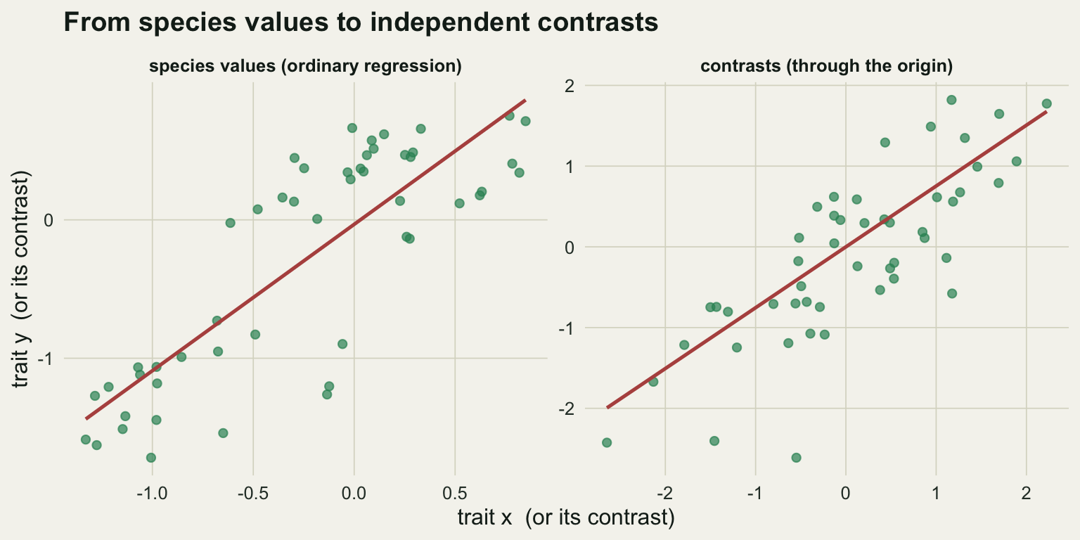 Two scatter plots. The left panel shows fifty species points of trait y against trait x with a steep ordinary least squares line. The right panel shows forty-nine contrast points of the y contrast against the x contrast, with a shallower line passing through the origin.