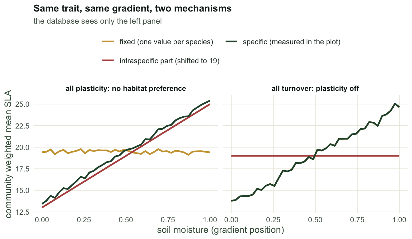 Two panels of community weighted mean SLA against moisture. In the turnover panel the specific and fixed lines lie on top of each other and rise, while a flat intraspecific line sits at zero. In the plasticity panel the specific line rises, the fixed line is flat, and the intraspecific line rises with it.