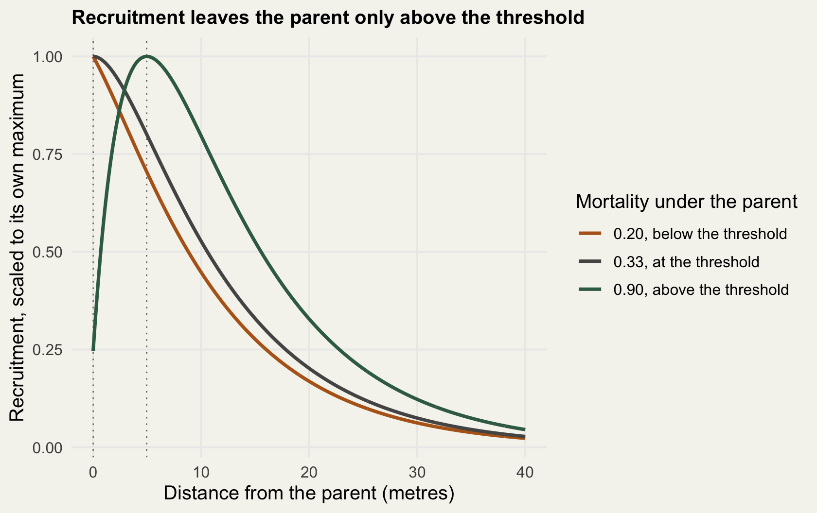 Three curves of recruitment against distance from the parent, each scaled so its highest point is one. The two lower-mortality curves start at their maximum at zero distance and fall away steadily. The high-mortality curve starts at a quarter, rises to a peak about five metres out and then declines, staying above the other two. Dotted vertical lines mark zero and the five metre peak.