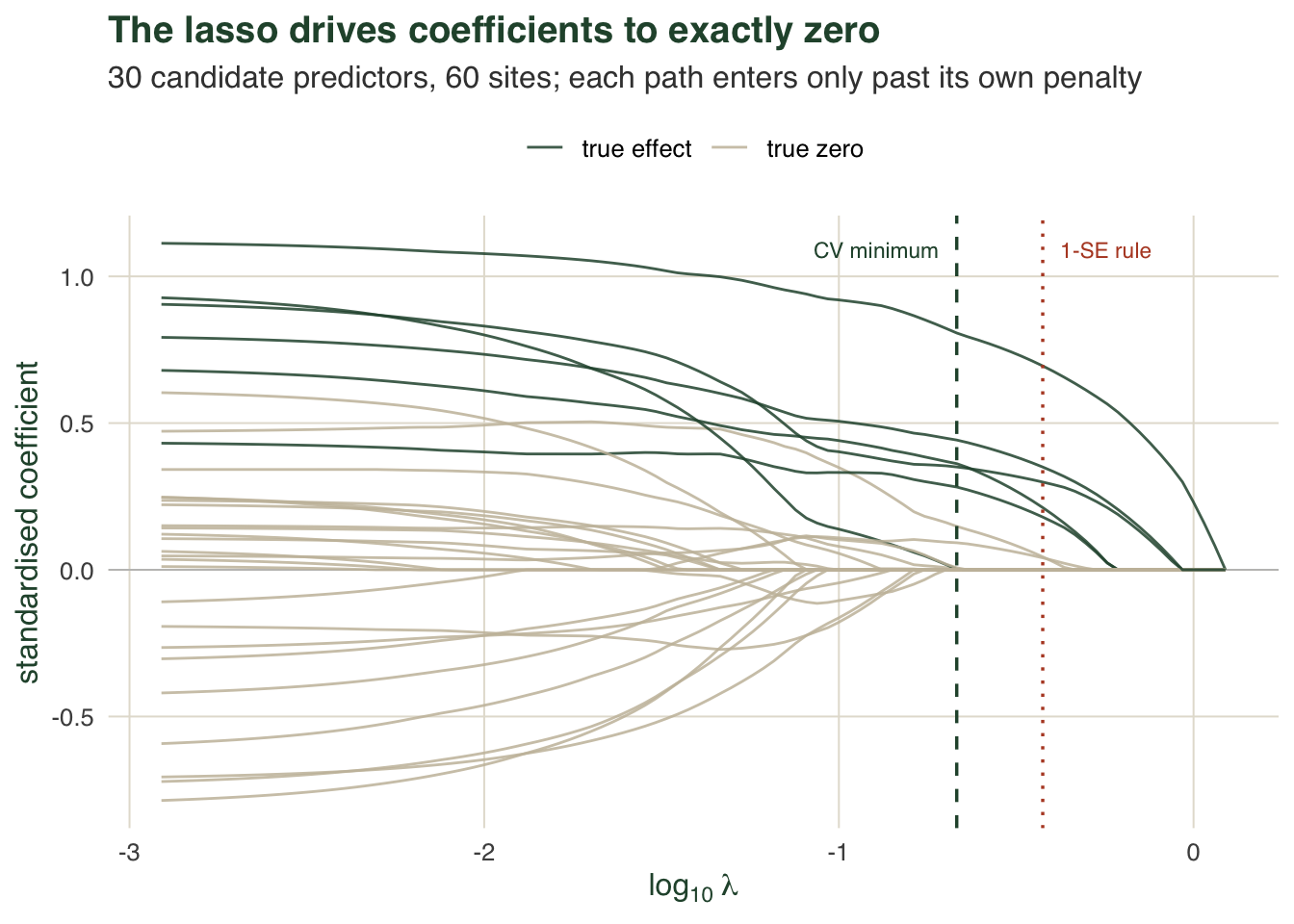 Line plot of 30 coefficient paths against the log penalty. On the right most lines sit exactly on zero; moving left they peel away from zero one at a time. Two vertical lines mark the cross-validated penalties, with only a handful of coefficients nonzero at each.