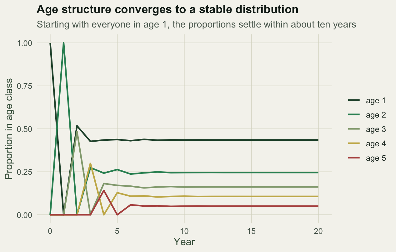 Five lines showing the proportion of the population in each age class over twenty years; starting spread out, they converge to steady values by year ten.