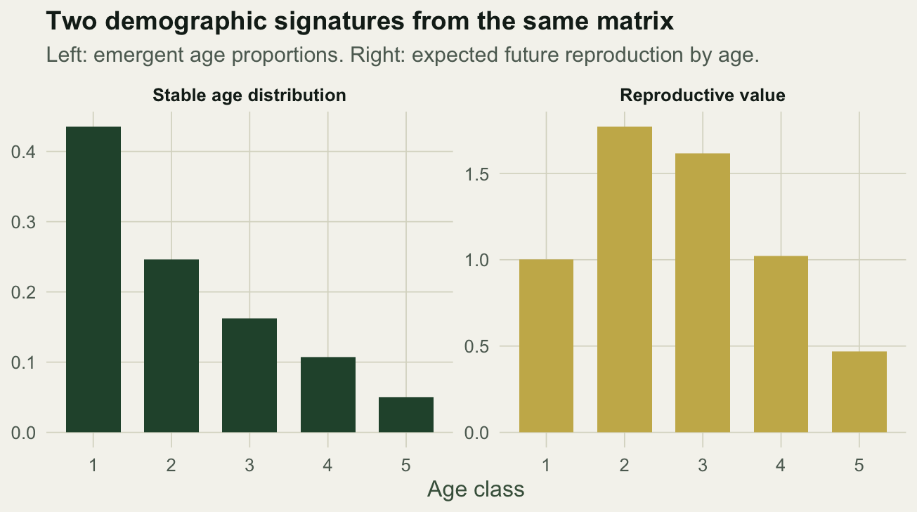 Two bar charts: the left declines across age classes (stable age distribution), the right rises to a peak at age two then declines (reproductive value).