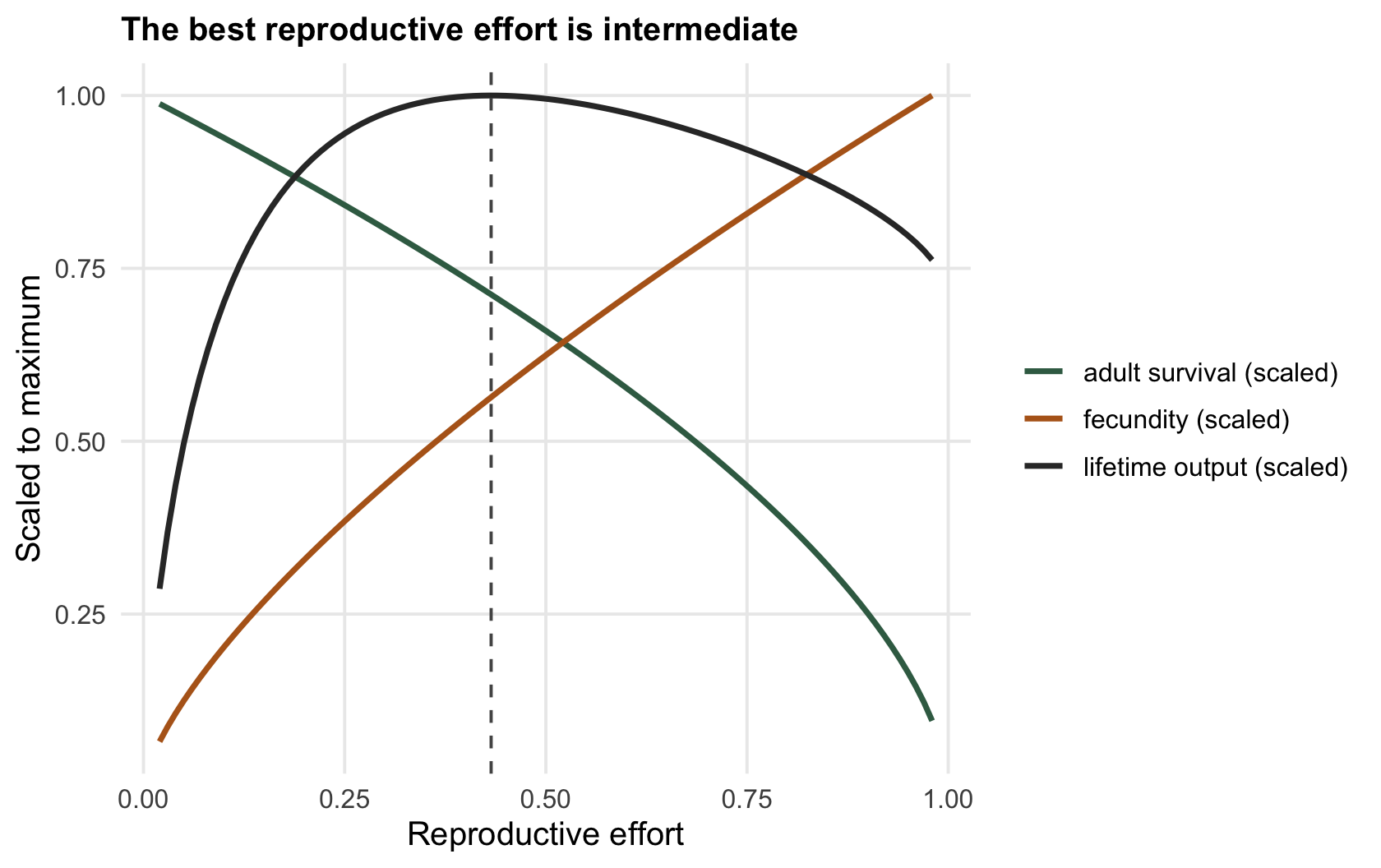 Three curves against reproductive effort: fecundity rising, adult survival falling, and lifetime reproductive output peaking at an intermediate effort marked with a dashed vertical line.