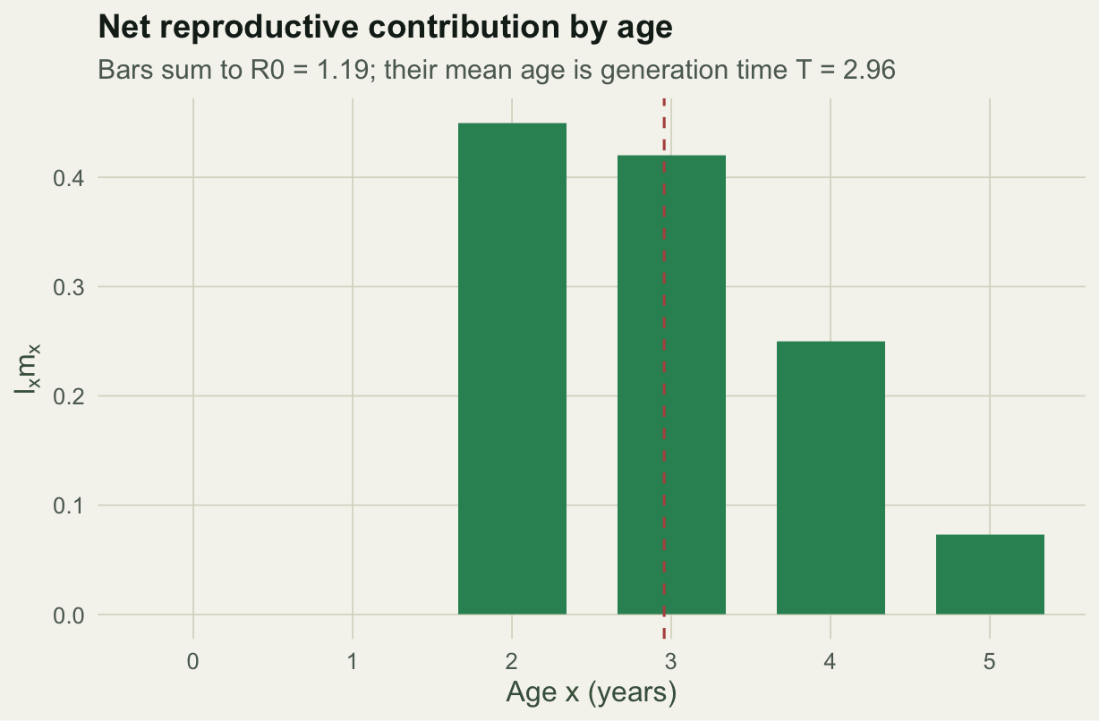 Bar chart of lx times mx against age, near zero at ages zero and one, peaking at ages two and three, with a dashed line marking the mean age around three.