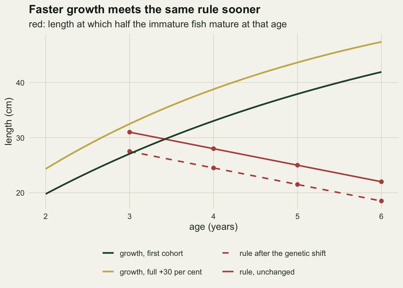 Lines on warm off-white paper with age in years from 2 to 6 on the horizontal axis and length in centimetres from about 18 to 48 on the vertical axis. A solid red line with points falls from 31 cm at age 3 to 22 cm at age 6, and a dashed red line with points runs parallel to it 3.5 cm lower, from about 27.5 to 18.5 cm. A dark green growth curve for the first cohort rises from about 20 cm at age 2 to about 42 cm at age 6 and crosses the solid red line between ages 3 and 4. A gold growth curve for a cohort with the full 30 per cent faster growth rises from about 24 cm to about 47 cm and already lies above the solid red line at age 3.
