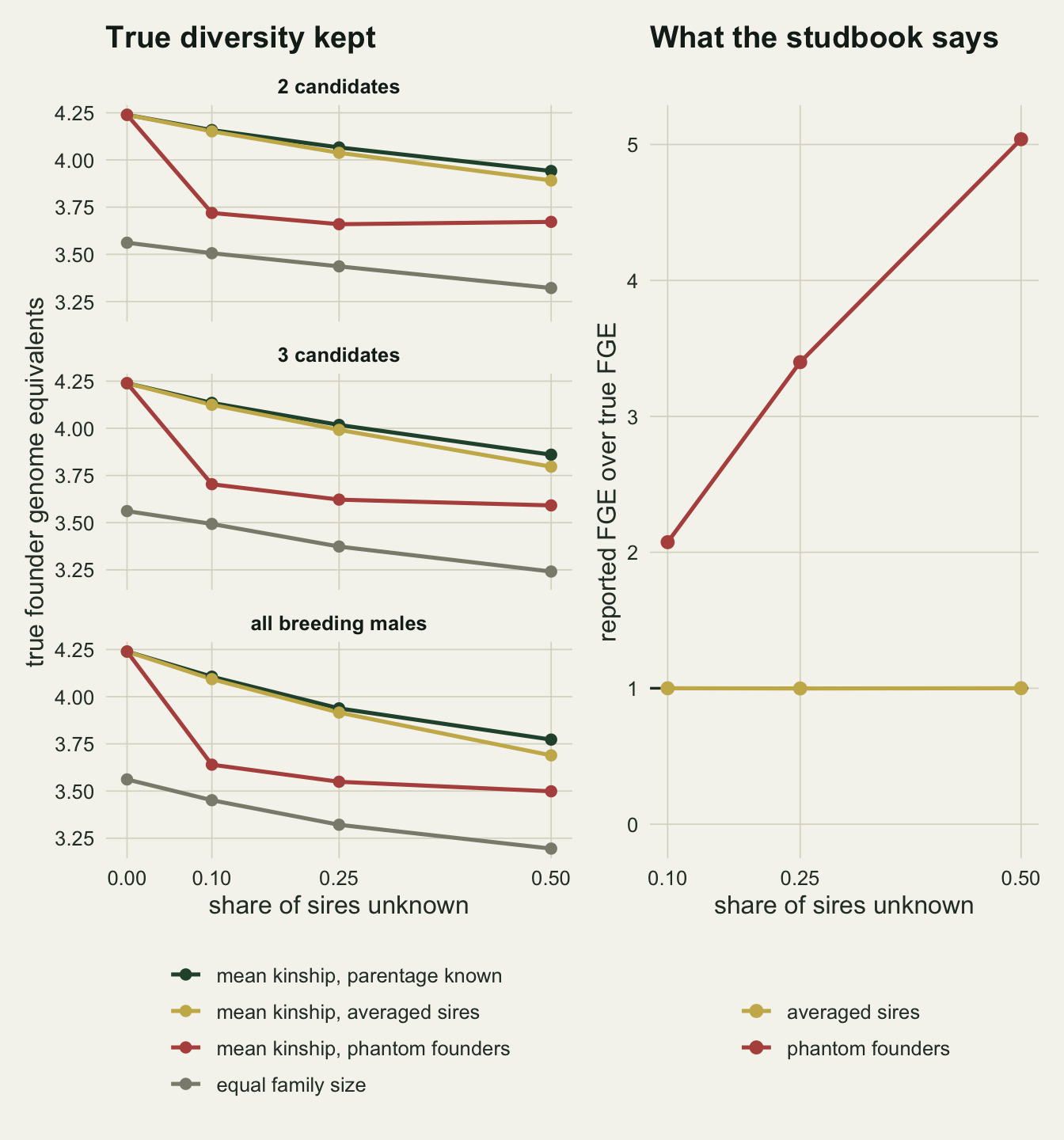 Two panels on warm off-white paper. Left, titled True diversity kept: three stacked facets for 2 candidates, 3 candidates and all breeding males, each plotting true founder genome equivalents from about 3.2 to 4.25 against the share of sires unknown at 0, 0.10, 0.25 and 0.50. In every facet a dark green parentage known line and a gold averaged sires line start at about 4.24 and decline together, the gold slightly below, to between about 3.7 and 3.95 at one half. A red phantom founders line starts at the same point but drops sharply to about 3.65 to 3.7 at one tenth and then declines only gently, to about 3.5 to 3.7 at one half. A grey equal family size line runs lowest, from about 3.56 down to between 3.2 and 3.3. Right, titled What the studbook says: reported over true founder genome equivalents against the share unknown; a red phantom founders line rises from about 2.1 at one tenth to 3.4 at one quarter and 5.0 at one half, while a gold averaged sires line stays flat at 1.