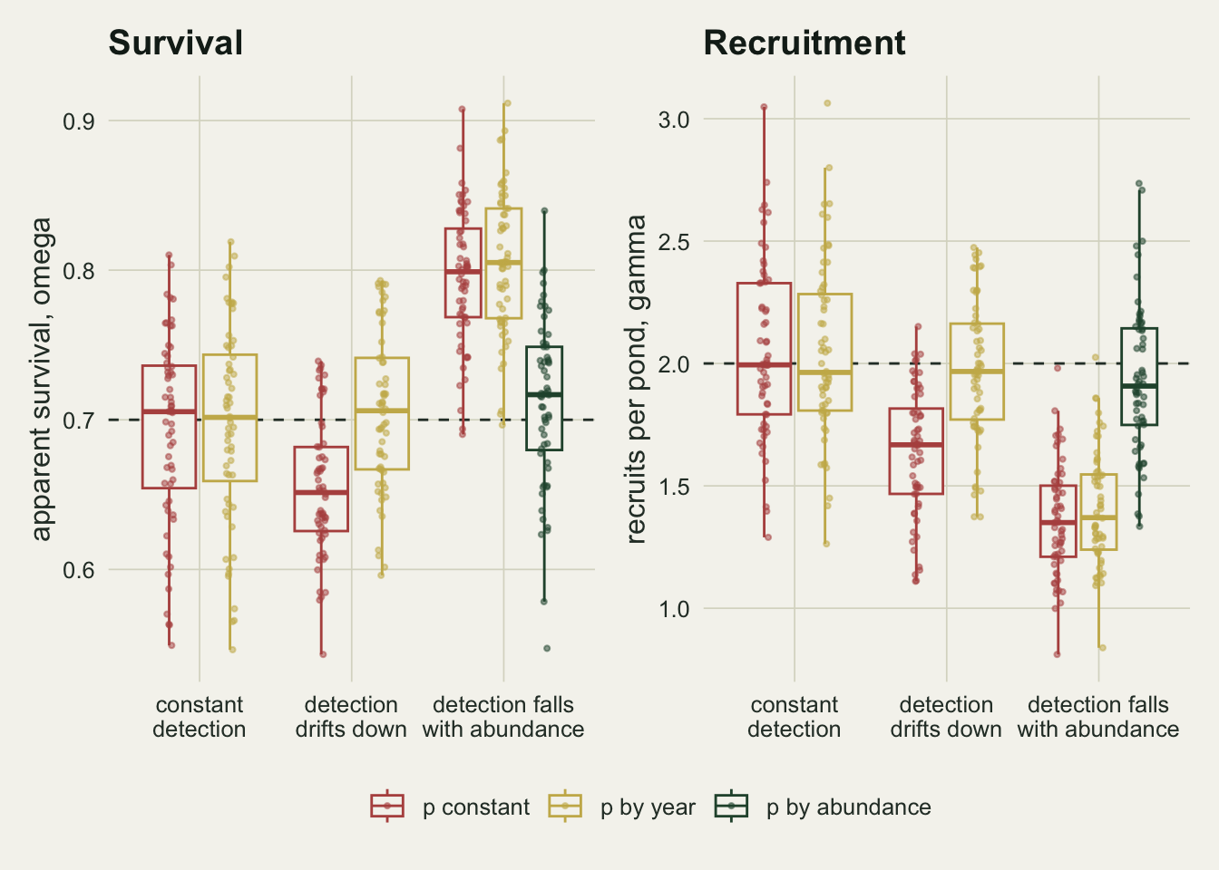 Two panels of boxplots with jittered points, one per replicate. The left panel shows apparent survival omega and the right panel recruitment gamma, each for three scenarios: constant detection, detection drifting down and detection falling with abundance. Red boxes are p constant, gold boxes p by year and a green box, only in the third scenario, p by abundance. Dashed lines mark the true values of 0.7 and 2. With constant detection both models centre on the dashed lines. Under the drift the red boxes sit low, near 0.65 and 1.67, while the gold boxes return to the lines. Under abundance dependent detection the red and gold survival boxes sit high, near 0.8, and their recruitment boxes sit low, near 1.35, while the green boxes centre close to the dashed lines.