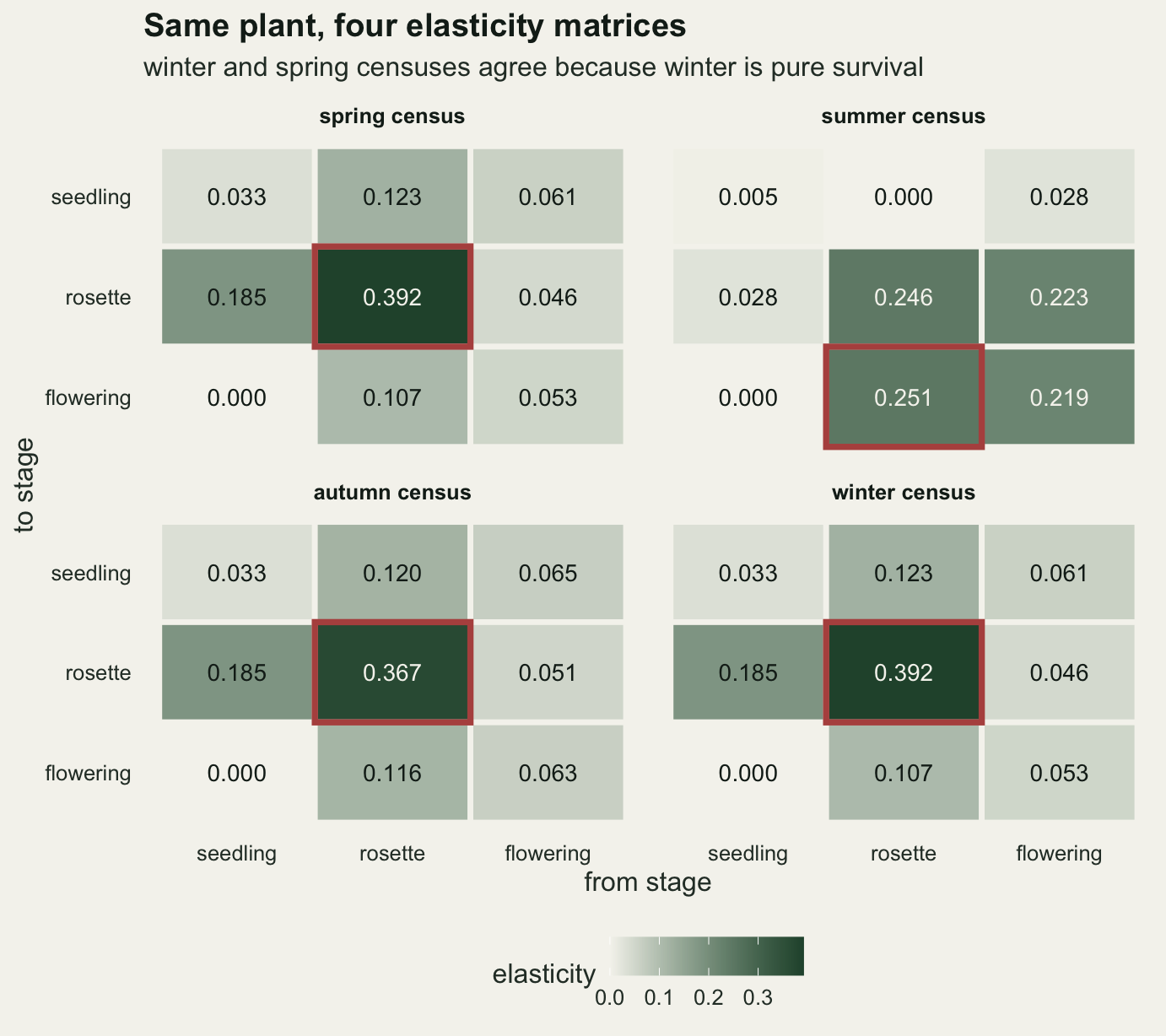Four three by three heatmaps on warm off-white paper arranged two by two, one for each census date, with from stage on the horizontal axis and to stage on the vertical axis and the elasticity printed in each cell, darker green for larger values. In the spring, autumn and winter panels the darkest cell, outlined in red, is rosette to rosette at 0.392, 0.367 and 0.392, and seedling row entries from rosette and flowering are about 0.12 and 0.06. In the summer panel the values are spread more evenly: the outlined largest cell is rosette to flowering at 0.251, rosette to rosette is 0.246, flowering to rosette is 0.223, and the seedling row is almost blank at 0.005, 0.000 and 0.028. The spring and winter panels are identical.