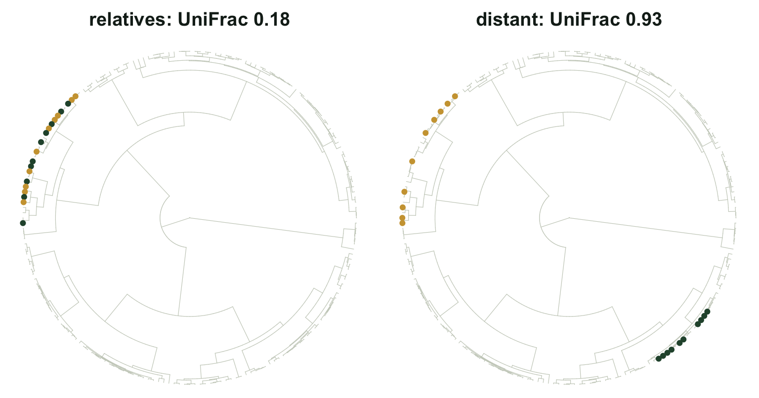 Two circular phylogenies. On the left, gold and green markers are interleaved within a single narrow sector. On the right, gold markers occupy one sector and green markers a distant one.