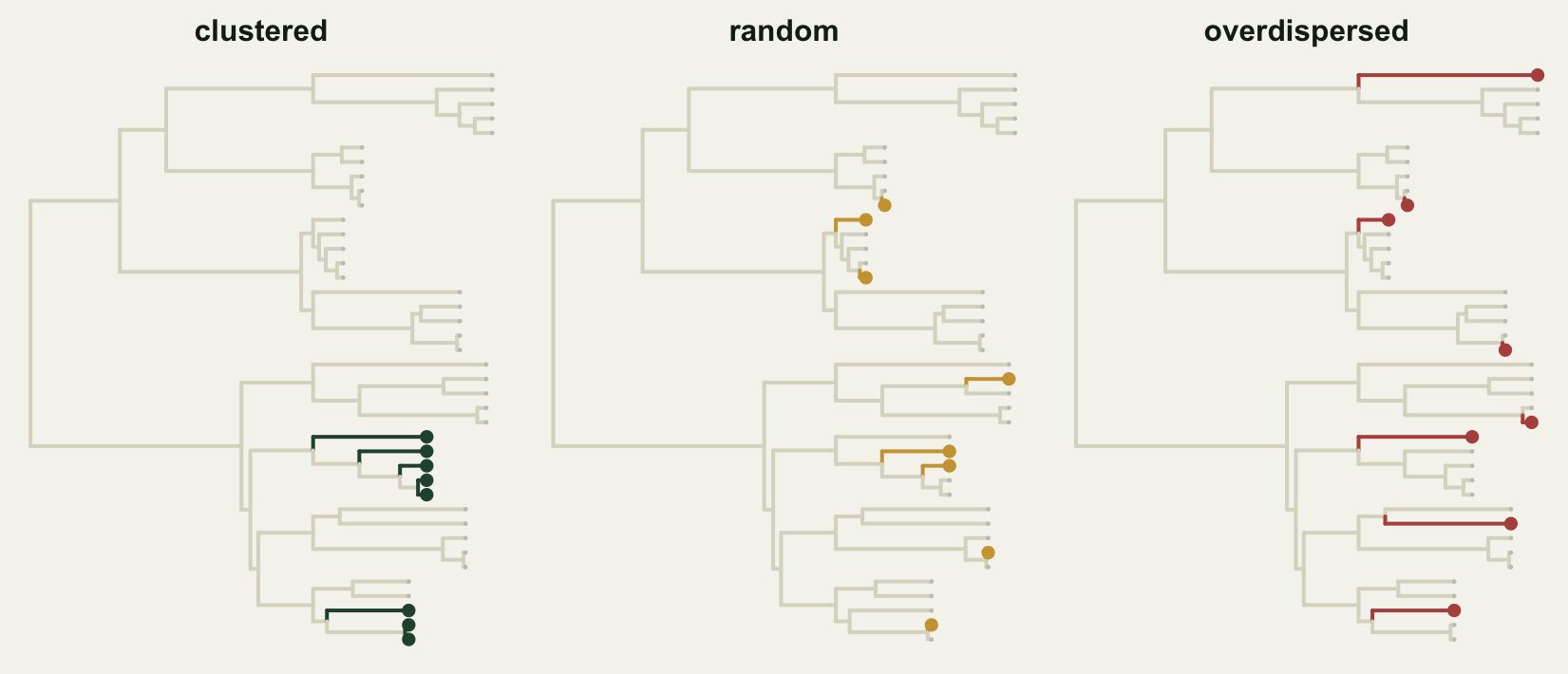 A phylogenetic tree with each community's eight species marked: the clustered community's tips fall in two neighbouring clades, the overdispersed community's spread evenly across the tree, and the random draw lies between.