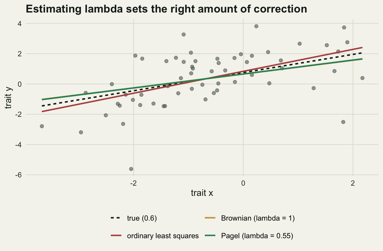 A scatter plot of trait y against trait x for sixty species, with four lines: a dashed line for the true slope of 0.6, plus fitted lines for ordinary least squares and strict Brownian that are steeper, and a Pagel line closest to the dashed truth.