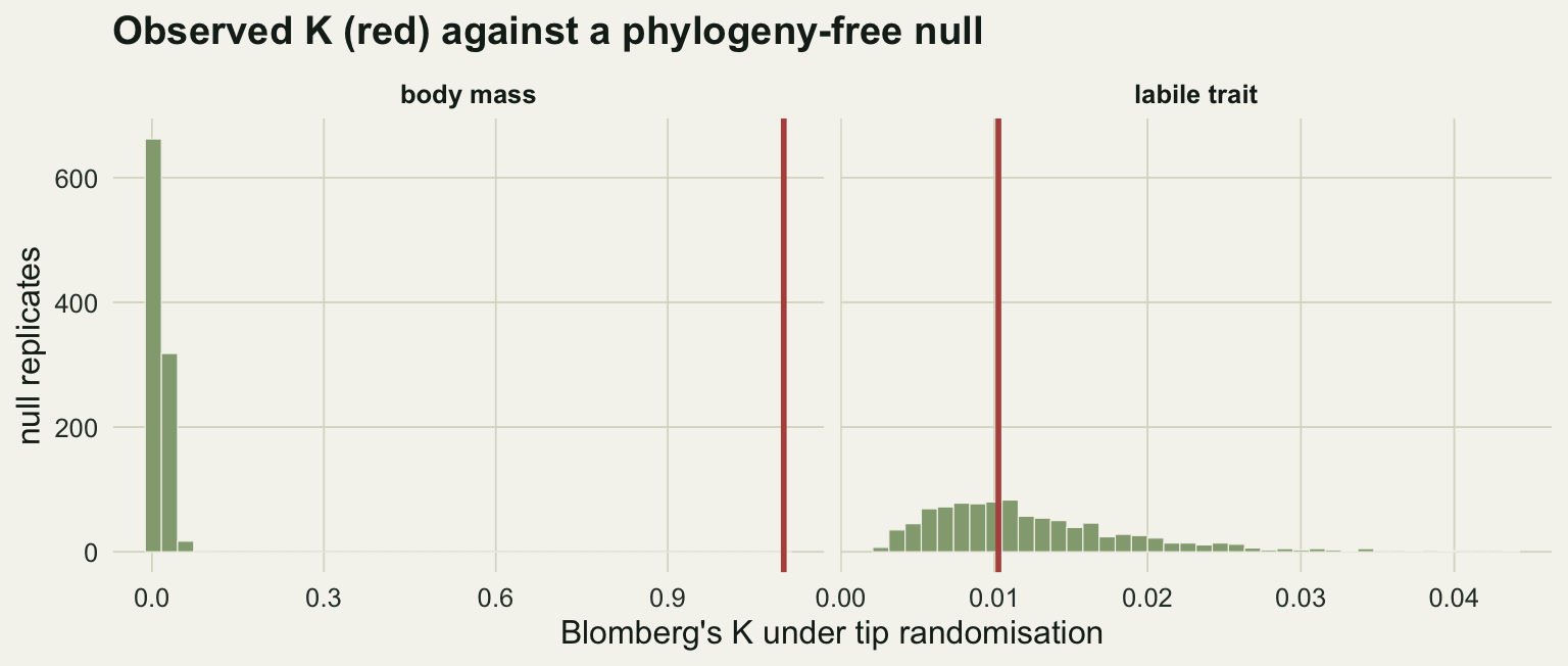 Two histograms of Blomberg's K under tip randomisation. For body mass the observed K near 1.1 lies far to the right of the null, which clusters near zero. For the labile trait the observed K near 0.01 lies in the middle of the null distribution.
