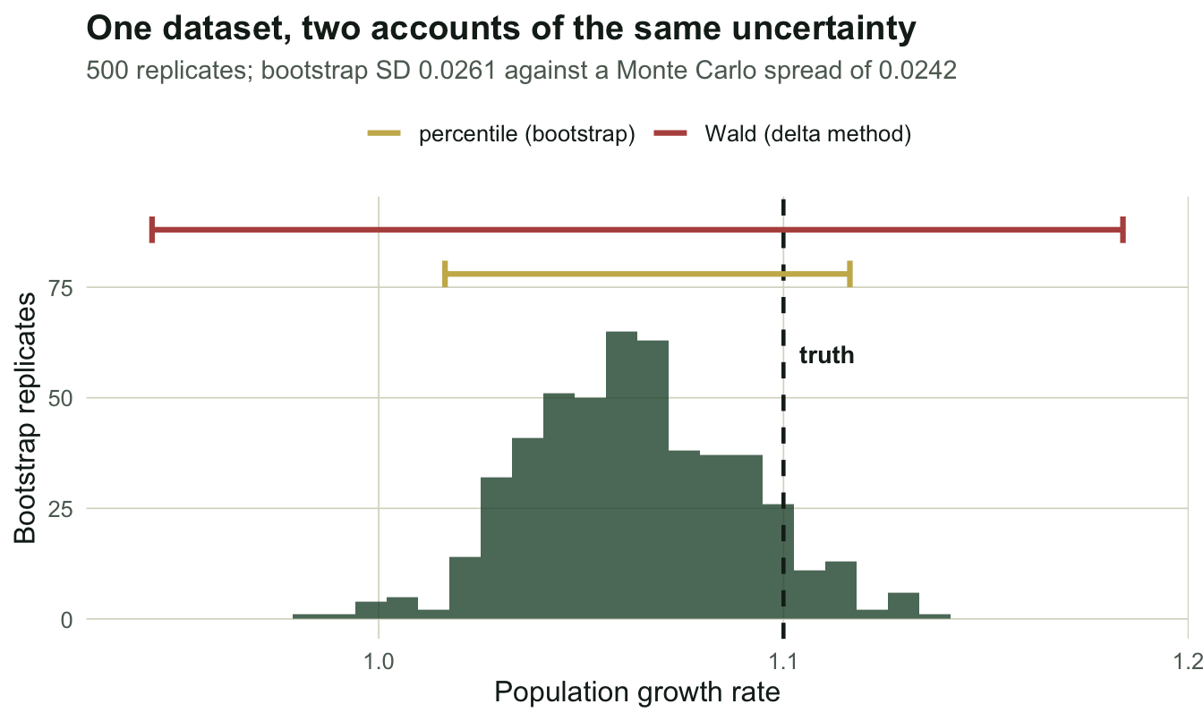 Histogram of bootstrap growth-rate replicates centred near 1.06, in forest green. A gold band marks the narrow percentile interval, a wider rust band marks the delta-method Wald interval, and a dashed line marks the true growth rate of 1.10.