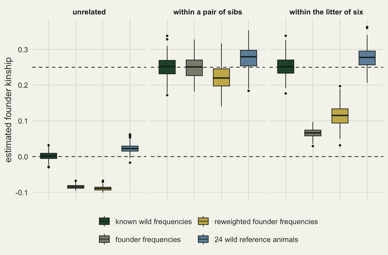 Box plots on warm off-white paper in three panels, unrelated pairs, pairs within a litter of two, and pairs within the litter of six, with dashed lines at kinship 0 and 0.25. Each panel has four boxes: dark green for known wild frequencies, grey for founder frequencies, gold for reweighted founder frequencies and blue for 24 wild reference animals. For unrelated pairs the green box sits on 0, grey and gold sit near minus 0.09 and blue near 0.02. Within a litter of two the green and grey boxes sit on 0.25, gold slightly lower near 0.22 and blue slightly higher near 0.28. Within the litter of six the green box sits on 0.25 and blue near 0.28, but the grey box sits far below at about 0.07 and the gold box at about 0.12.