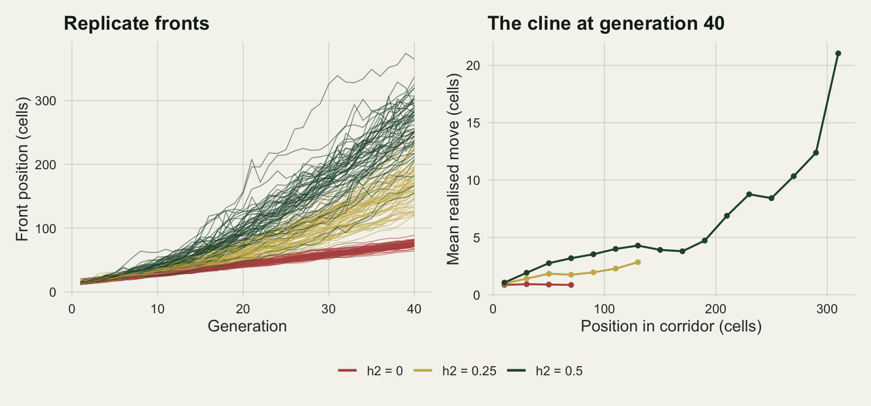 Two panels on warm off-white paper sharing one legend below. In the left panel, sixty red lines for zero heritability rise as a straight tight bundle to between about sixty-five and eighty-five cells at generation forty; sixty gold lines for heritability zero point two five curve upwards into a fan ending between about one hundred and twenty and two hundred and twenty cells; sixty dark green lines for zero point five curve up more steeply into a wider fan ending between about one hundred and fifty and three hundred and seventy. In the right panel the red curve runs flat at about one cell and stops at seventy cells, the gold curve rises gently to about three cells by one hundred and thirty, and the dark green curve rises from about one cell to about four by the middle of the corridor, dips slightly, then climbs steeply to about twenty-one cells at the leading edge near three hundred and ten.