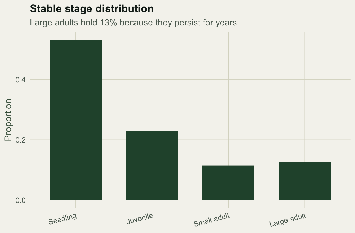 Bar chart of the stable stage distribution across four stages, dominated by seedlings at over fifty percent and falling to about twelve percent for large adults.