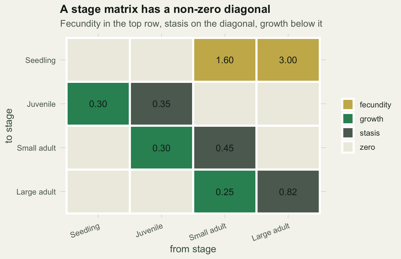 A four by four grid of matrix entries coloured by role: two gold fecundity cells in the top row, grey stasis cells on the diagonal, green growth cells just below the diagonal, and pale zeros elsewhere.