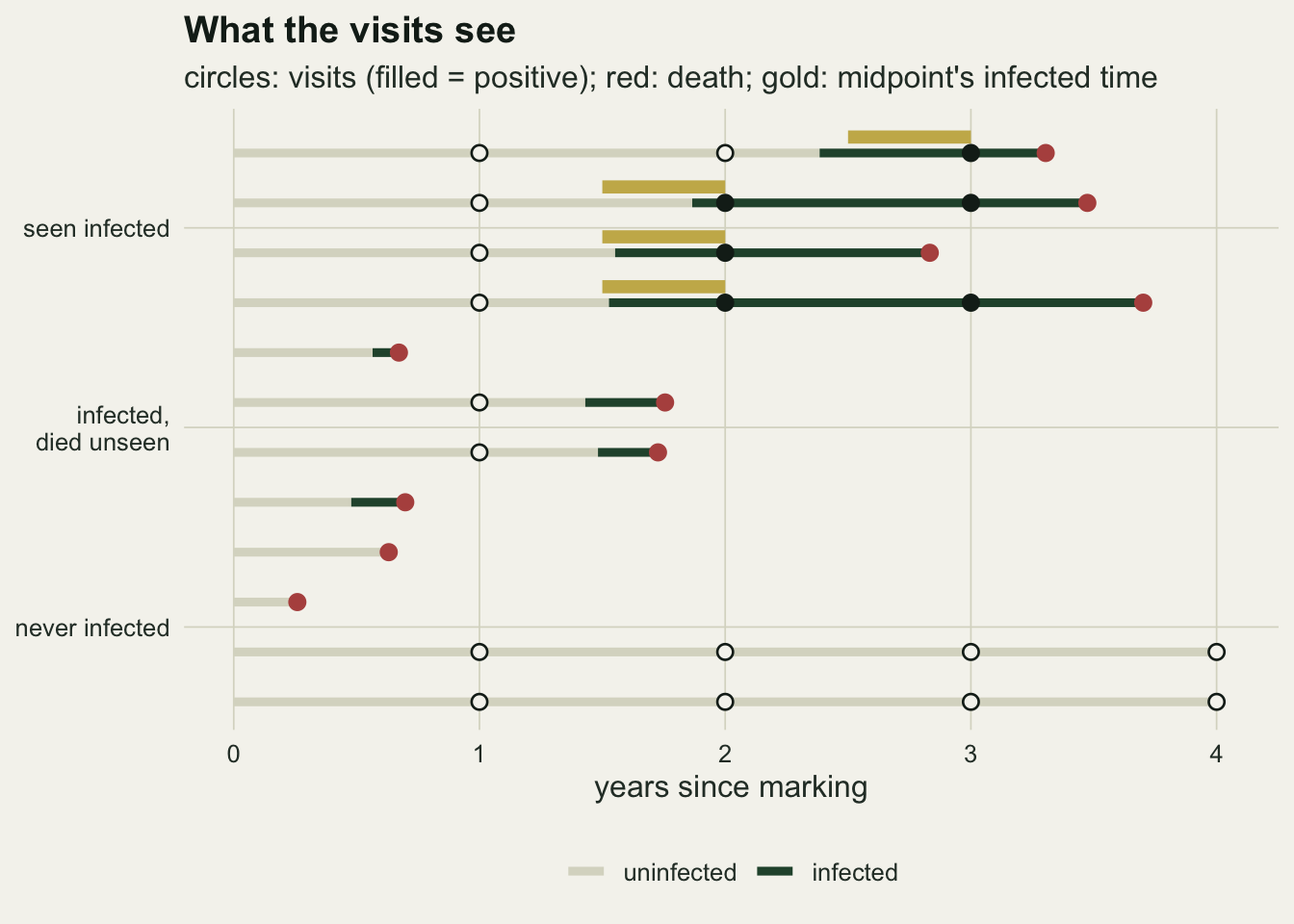 Twelve horizontal follow-up lines from zero to four years since marking, in three labelled groups of four rows. In the top group, seen infected, each line is pale grey until the true infection and dark green afterwards, with open circles at visits that tested negative, filled black circles at visits that tested positive, a red dot at death, and a gold bar drawn just above the line from half a year before the first positive visit up to that visit. In the middle group, infected and died unseen, each line turns dark green only shortly before a red death dot, with at most one open circle and no filled one. In the bottom group, never infected, the lines stay pale grey: two end in a red dot within the first year and two run to four years with an open circle at every yearly visit.