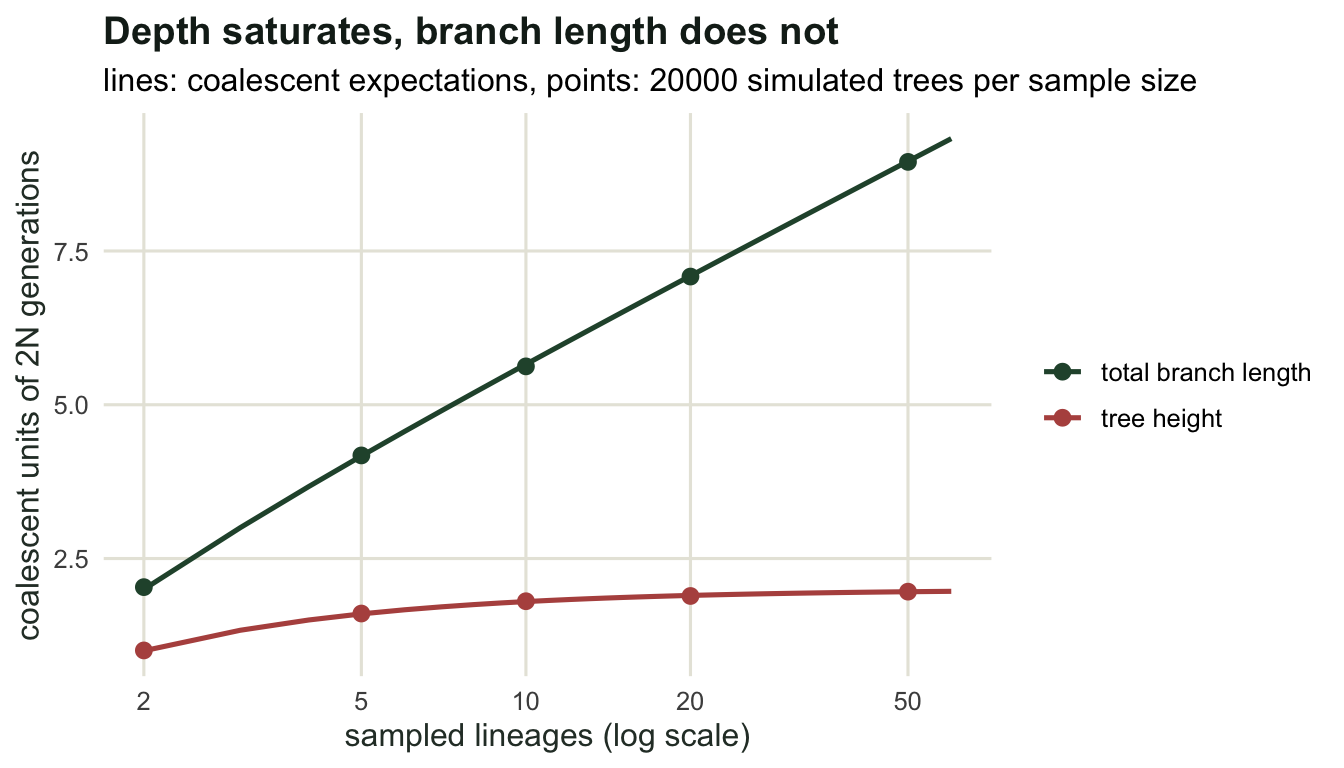 Two rising curves on a log-x axis; tree height flattens below two while total branch length keeps climbing logarithmically, with simulated points on both theory lines.