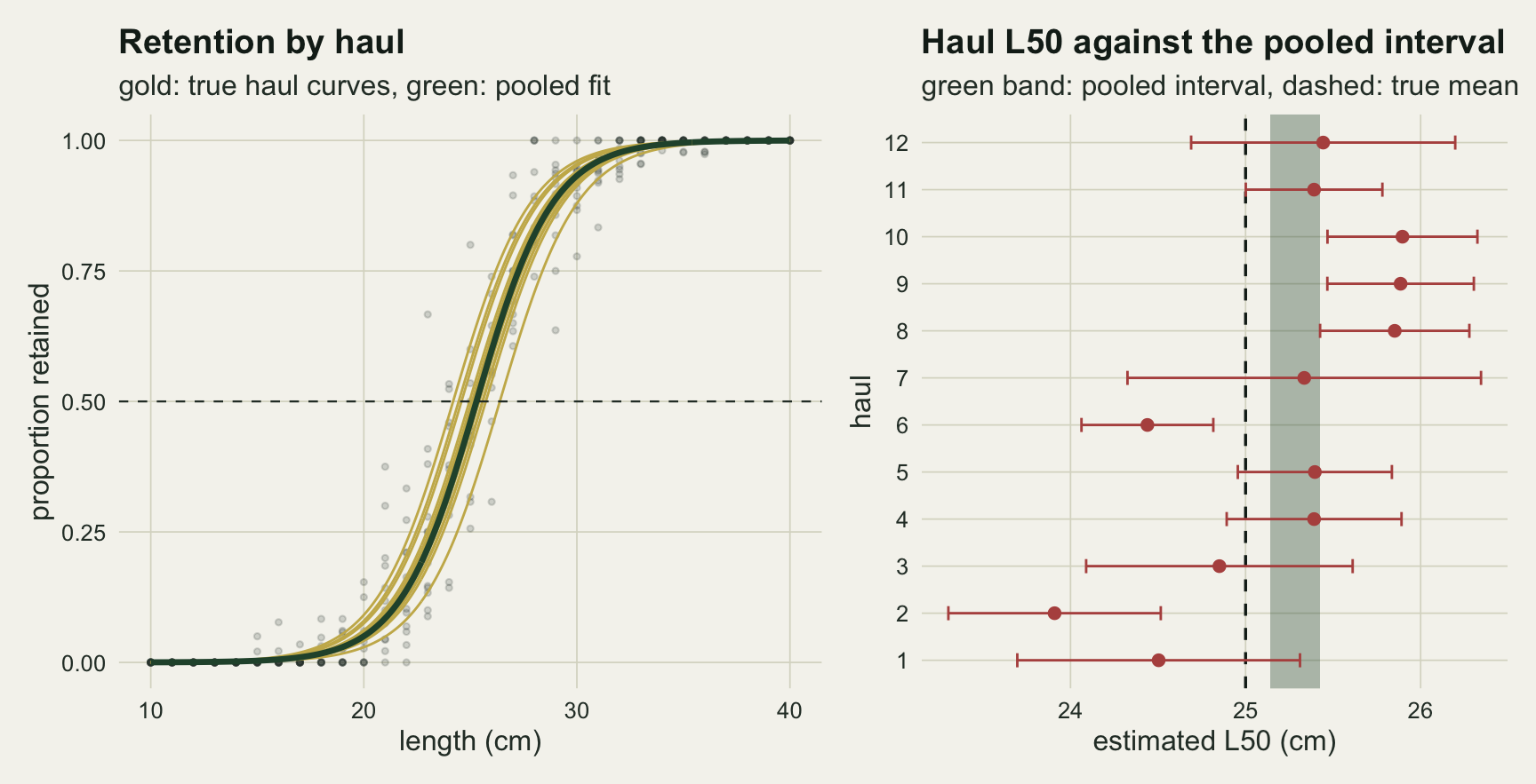 Two panels. The left panel plots proportion retained against length from 10 to 40 cm: faint grey points for observed proportions, twelve thin gold logistic curves for the true haul curves spread by a centimetre or two around the middle, and one thick green pooled curve through their centre, with a dashed line at 0.5. The right panel plots each of the twelve hauls as a rust point with a horizontal error bar on an L50 axis from about 23 to 26.5 cm; a narrow green band for the pooled interval sits just right of a dashed vertical line at 25 cm without touching it, and most haul bars are far wider than the band and two lie clear of it.